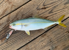ツバスの釣果