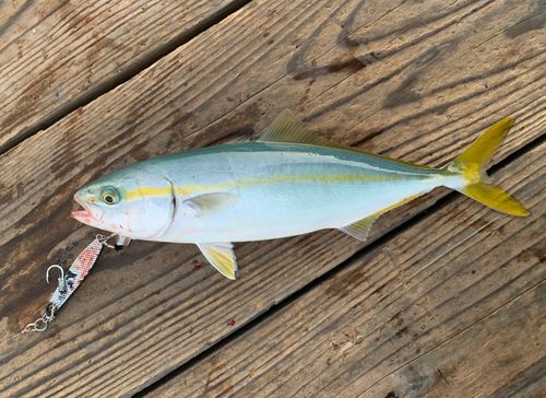 ツバスの釣果