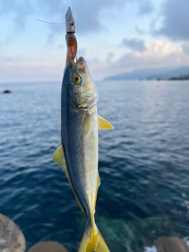 ツバスの釣果