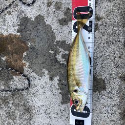 アジ