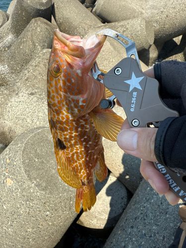 キジハタの釣果