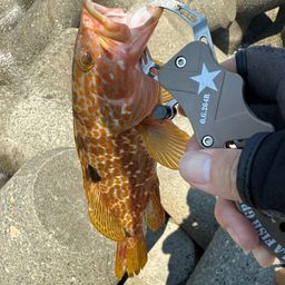 キジハタ