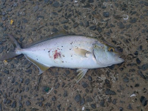 ネリゴの釣果