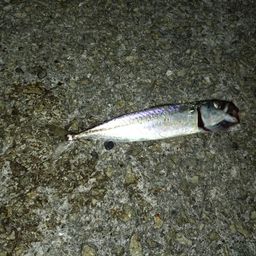 サバ