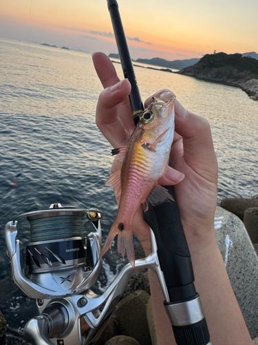 ネンブツダイの釣果