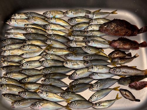 アジの釣果