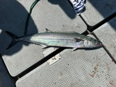 サゴシの釣果