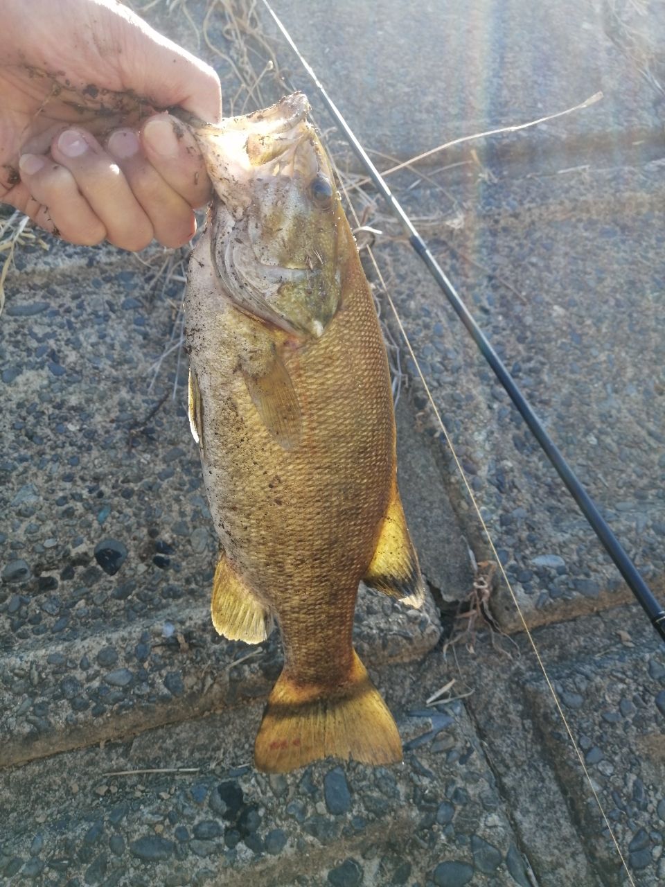 スモールマウスバス