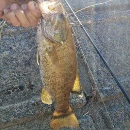 スモールマウスバス