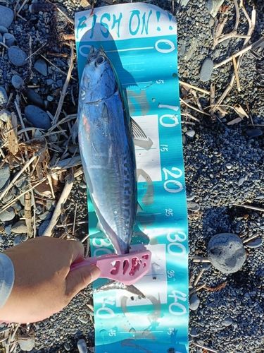 ソウダガツオの釣果