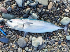 ソウダガツオの釣果