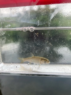 ウグイの釣果