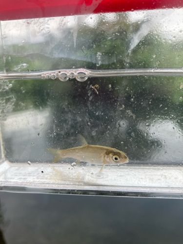 ウグイの釣果
