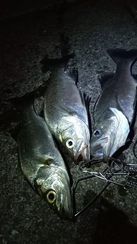 ヒラスズキの釣果