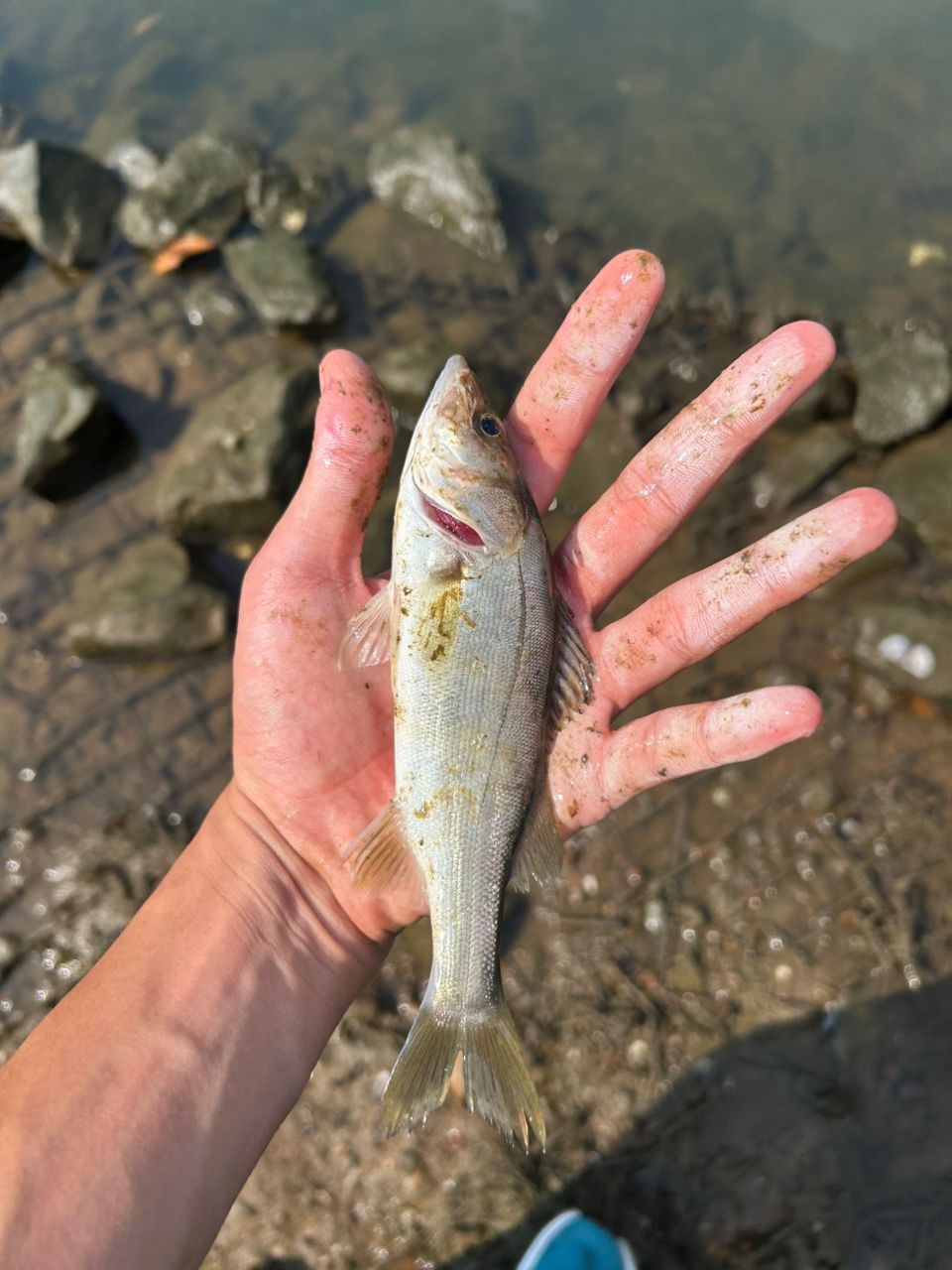 セイゴ（タイリクスズキ）