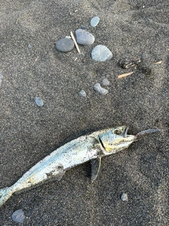 シイラの釣果