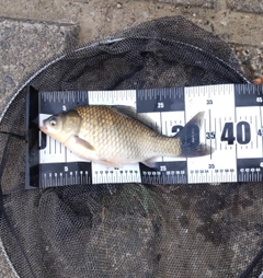 フナの釣果