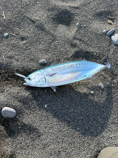 マルソウダの釣果