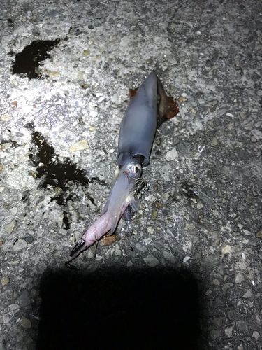 ケンサキイカの釣果