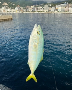 ワカシの釣果