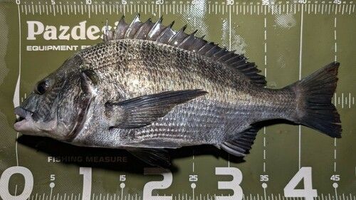 クロダイの釣果