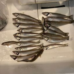 シロギス