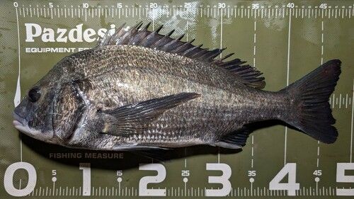 クロダイの釣果