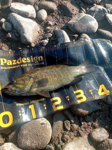 スモールマウスバスの釣果