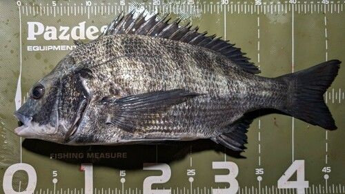 クロダイの釣果