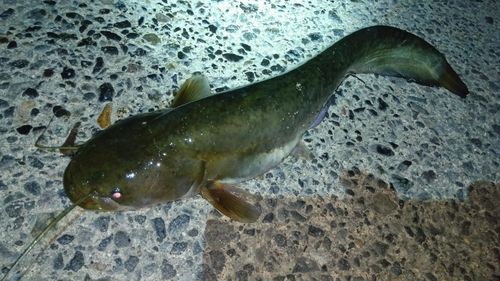 ニホンナマズの釣果