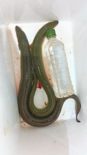 ウナギの釣果