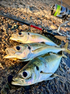 アジの釣果