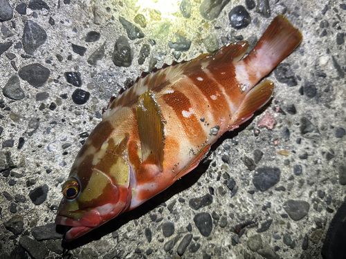 アカハタの釣果
