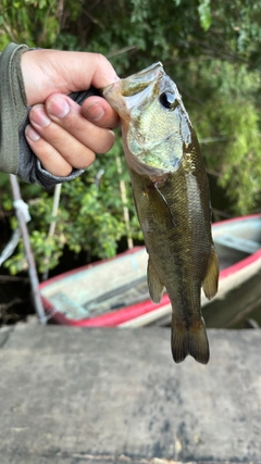 ラージマウスバスの釣果