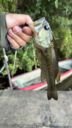 ラージマウスバスの釣果