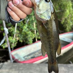 ラージマウスバス