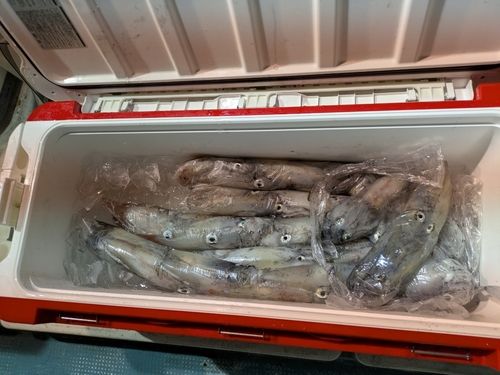 ケンサキイカの釣果