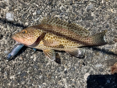 オオモンハタの釣果