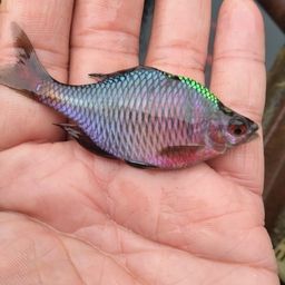 タイリクバラタナゴ