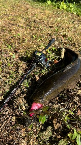 ライギョの釣果