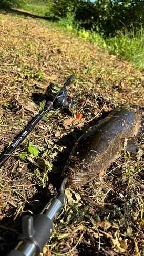 ライギョの釣果