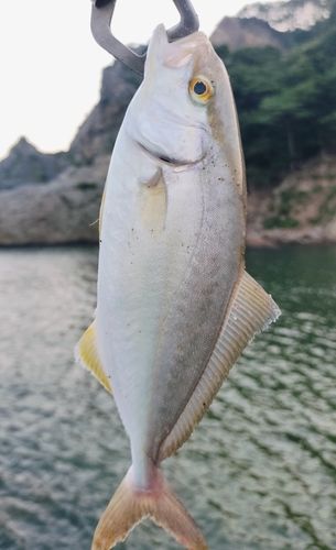 ショゴ