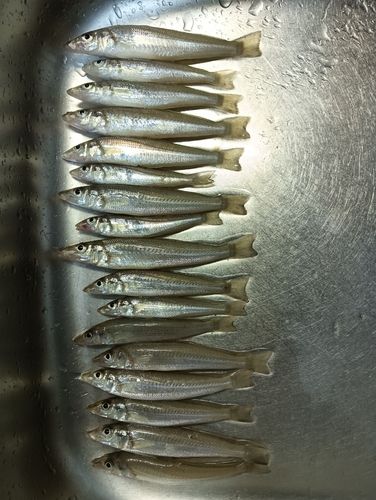 キスの釣果