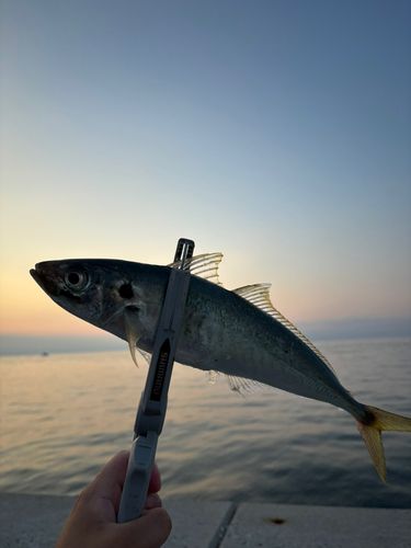 マルアジの釣果