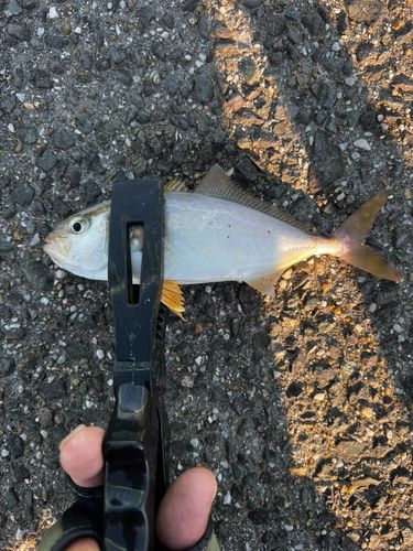 ネリゴの釣果