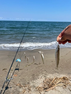 キスの釣果