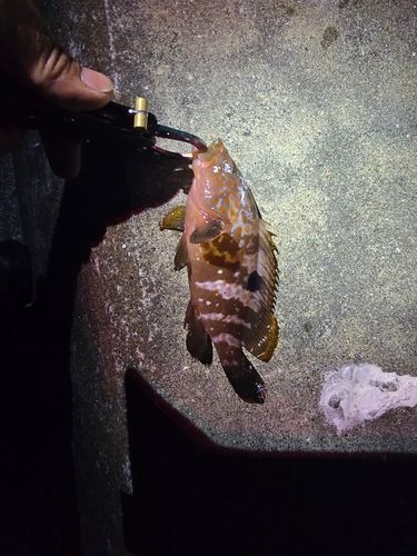 キジハタの釣果