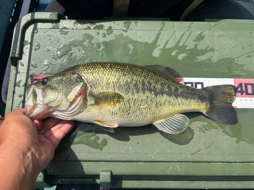 ラージマウスバスの釣果