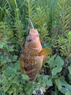 キジハタの釣果