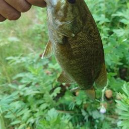 スモールマウスバス